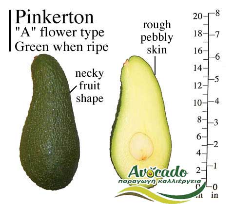 Avocado Fresco Ettinger Pinkerton Frutta Fresca Sfusa gr. 300